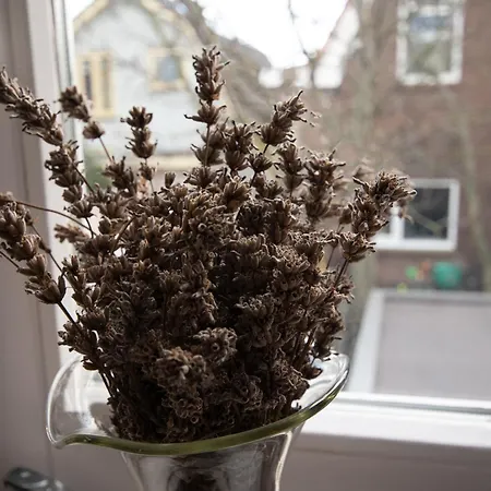 Casa vacanze Zomerhuisje *